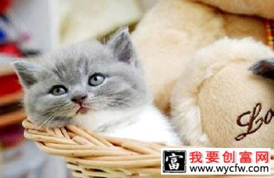 猫咪可以吃西瓜吗？吃西瓜好不好？