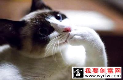 猫咪口臭是怎么回事？该怎么调理？