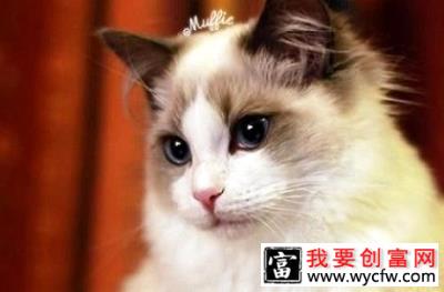 猫咪口臭是怎么回事？该怎么调理？