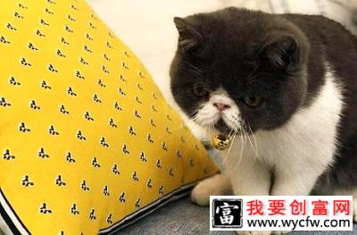 猫咪长不胖怎么办？