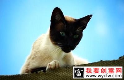 猫咪生病了，吃饭上要做什么改变？