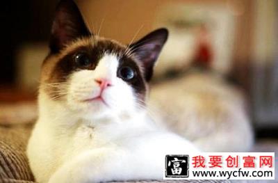 猫咪怀孕了需要注意什么？