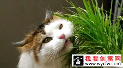 猫草是什么