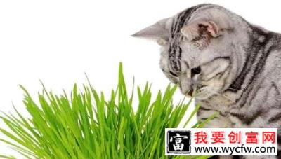 猫草是什么