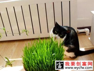 猫草是什么