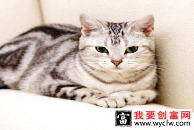 猫最喜欢吃什么