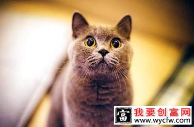 英国短毛猫三个月可以吃什么？