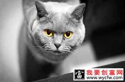 英国短毛猫经常吃益生菌会不会产生依赖性？