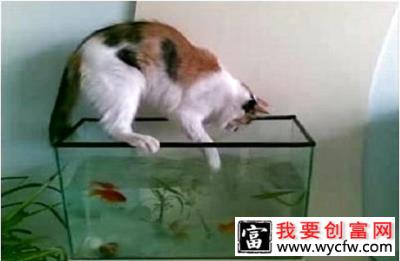 猫为什么喜欢吃鱼