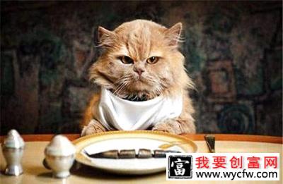 猫为什么喜欢吃鱼？给猫吃鱼需要注意什么