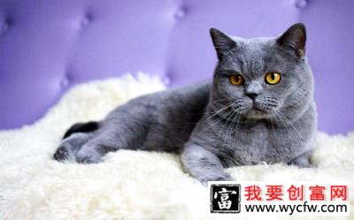 英国短毛猫护养知识