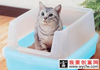 养猫家庭有异味全是猫咪的责任吗？