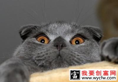 不当喂食也可能是导致猫咪腹泻的原因之一