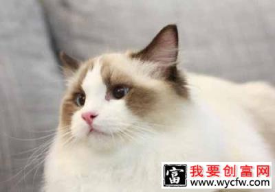 猫咪养护误区之它们都会控制自己的食量