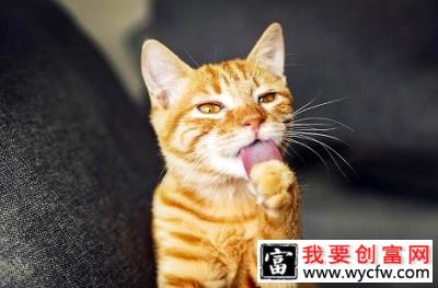 猫咪多大可以吃WOWO化毛膏？