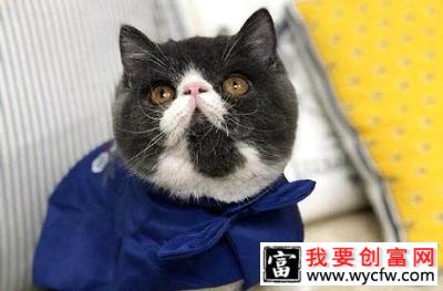 猫咪为什么可以长时间不眨眼睛？