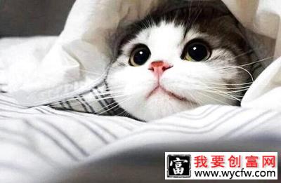 猫咪眼睛经常发炎是什么原因？