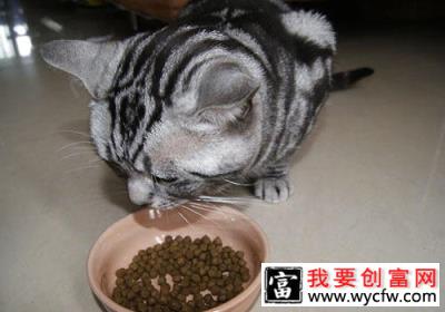 猫咪靠味觉识别有害食物？