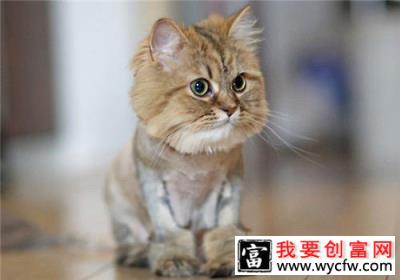 多大的猫算成猫？猫多大可以吃成猫粮？