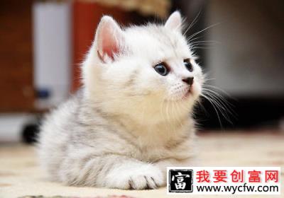 猫咪<a href=https://www.wycfw.com/kaidian/jkbj/ target=_blank class=infotextkey>健康</a>理想的食物有哪些