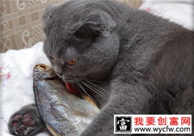 猫咪挑食不吃东西怎么办？