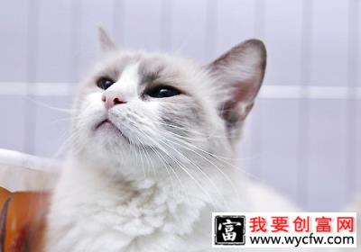 猫咪可以快递吗？安全吗？