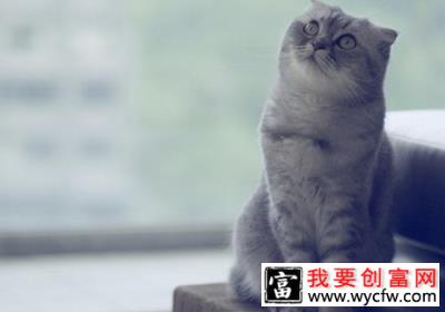 猫咪养护误区之胖点，再胖点？