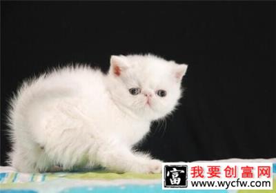 猫咪口臭的原因是什么？