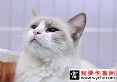 猫咪经常呕吐怎么回事