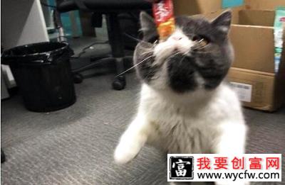 猫咪呕吐？吃东西不消化为哪般？