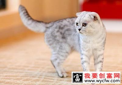 饲养猫咪的25个小知识