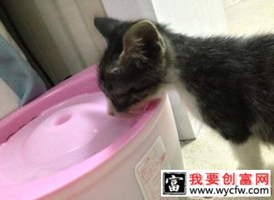 捡到流浪猫该怎么办？（一）（医院体检篇）