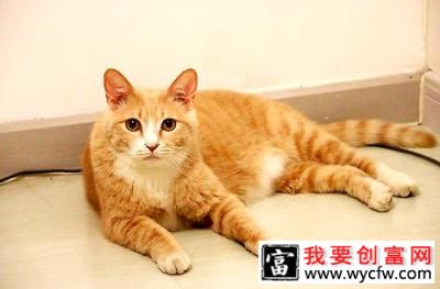 猫粮需要从哪些方面进行选择？