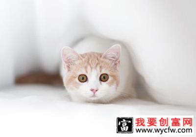 猫咪中暑原因和处理方法有哪些？