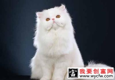 猫咪为什么喜欢刨猫砂