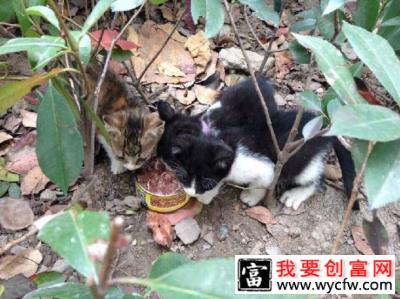 猫奴必须关注的几件事之新来的猫咪不吃猫粮