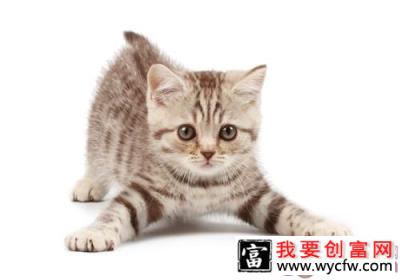 为什么吃猫粮的猫咪才是<a href=https://www.wycfw.com/kaidian/jkbj/ target=_blank class=infotextkey>健康</a>的