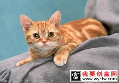 猫咪进新家如何照顾