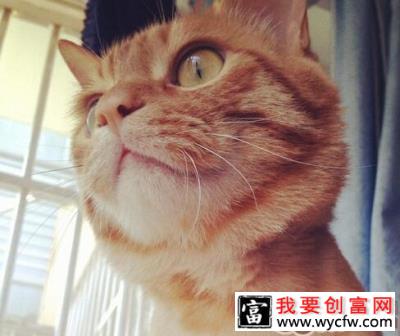 人类的钙片能给猫吃吗？