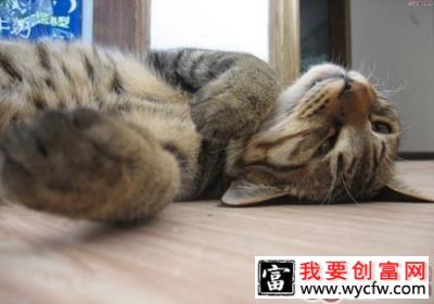 猫咪只吃猫粮<a href=https://www.wycfw.com/kaidian/jkbj/ target=_blank class=infotextkey>健康</a>吗？