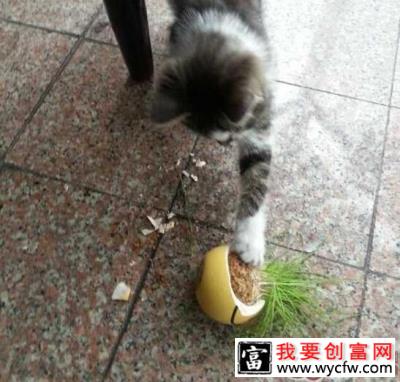 猫咪是真的懒，还是只是懒得搭理你？