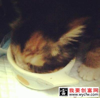 猫咪能吃猪肉吗？