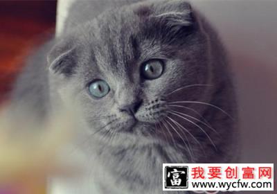 折耳猫吃什么猫粮好