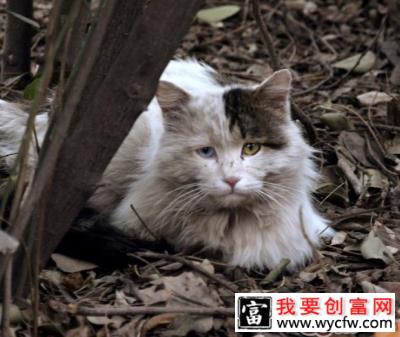 怎么对待流浪猫？