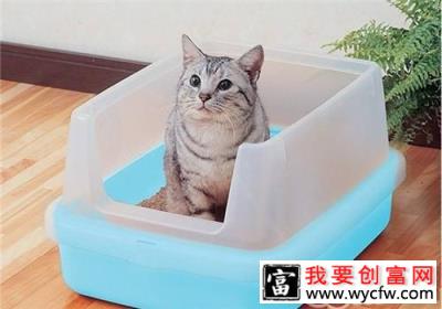 猫砂的选购要点