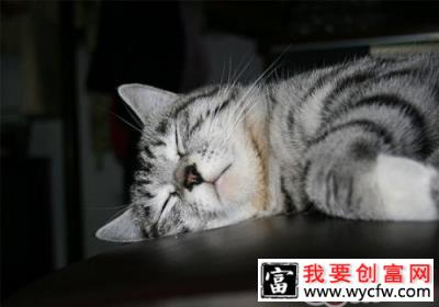 为什么猫咪要用猫砂埋好自己的便便