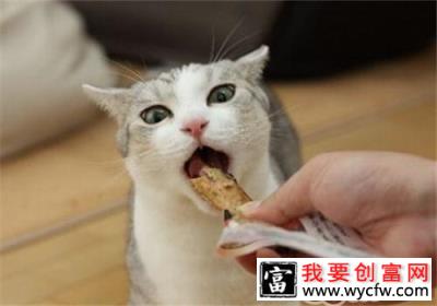 猫吃多了怎么办