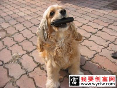 犬猫混养需注意性格问题