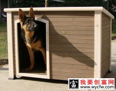 如何为狗狗布置室外犬舍