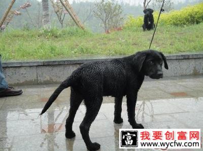 狗狗雨具的的挑选建议